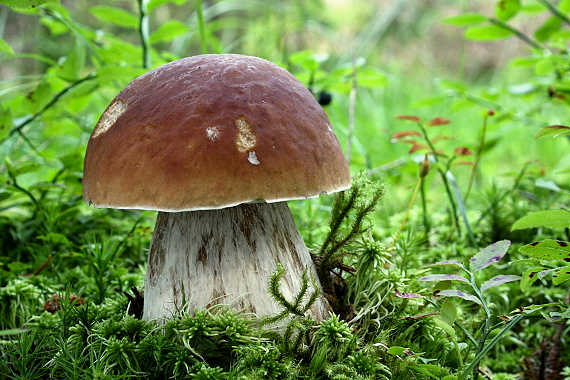 hríb smrekový - Hřib smrkový Boletus edulis Bull.