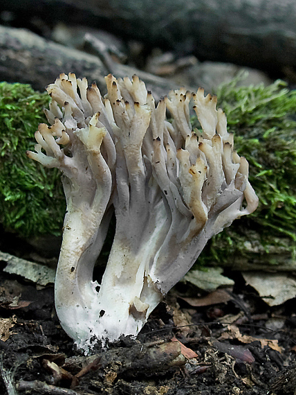 konárovka popolavá  Clavulina cinerea (Bull.) J. Schröt.