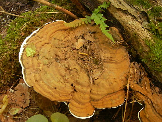 lesklokôrovka plochá Ganoderma applanatum (Pers.) Pat.