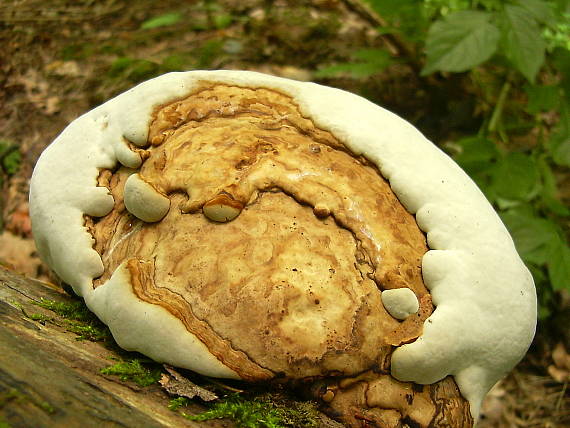 lesklokôrovka plochá Ganoderma applanatum (Pers.) Pat.