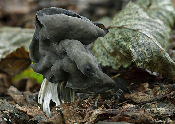 chriapač jamkatý Helvella lacunosa Afzel.