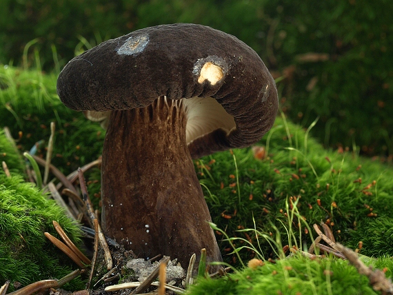 rýdzik čiernozamatový Lactarius lignyotus Fr.