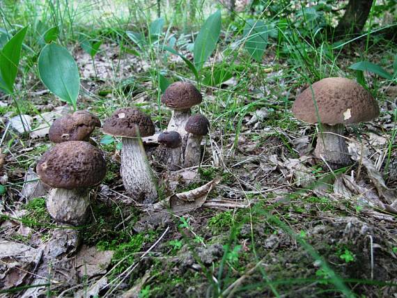 kozák hrabový Leccinum pseudoscabrum (Kallenb.) Šutara