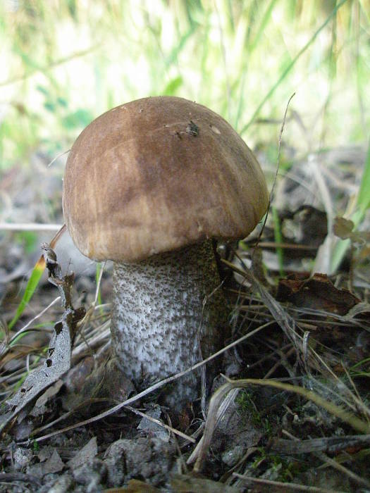 kozák brezový Leccinum scabrum (Bull.) Gray