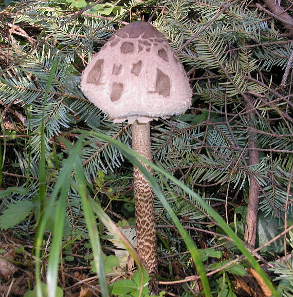 bedľa vysoká Macrolepiota procera (Scop.) Singer