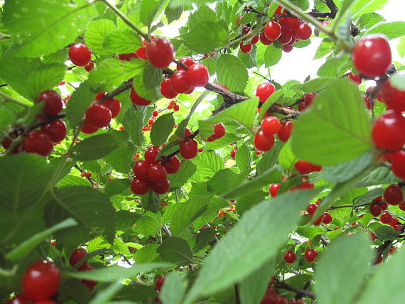 nanking (Manchu) cherry  Prunus tomentosa