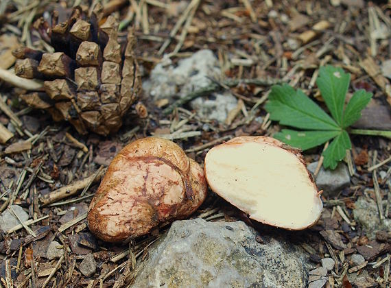 koreňovec červený Rhizopogon roseolus (Corda) Th. Fr.