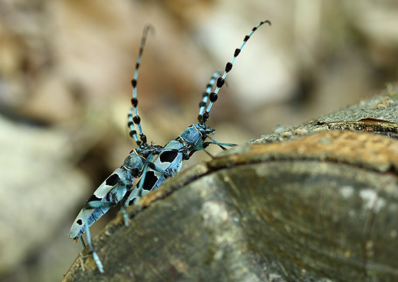 fuzáč alpský Rosalia alpina