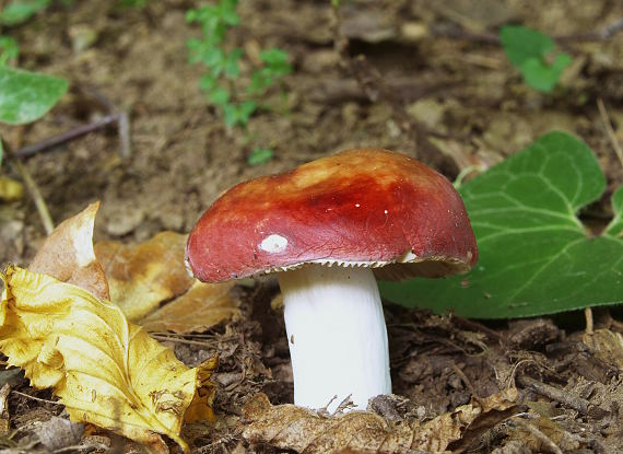 plávka jahodovočervená Russula paludosa Britzelm.