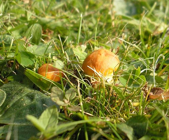 masliak Suillus sp.