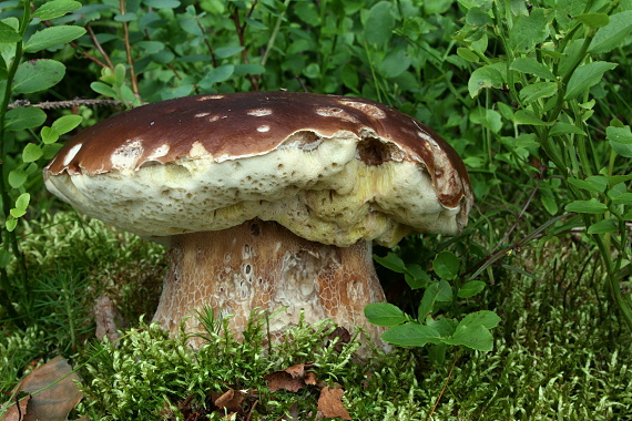 hríb smrekový - Hřib smrkový Boletus edulis Bull.