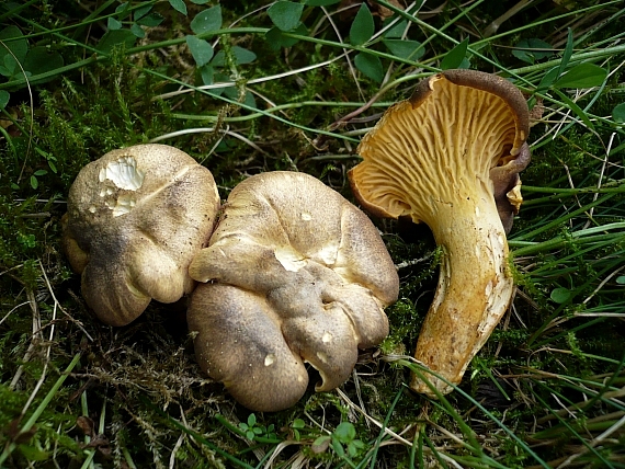 kuriatko jedlé ametystové Cantharellus amethysteus (Quél.) Sacc.