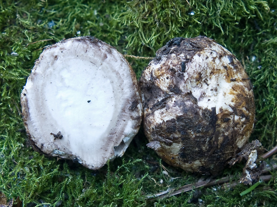 hviezdovka Geastrum sp.