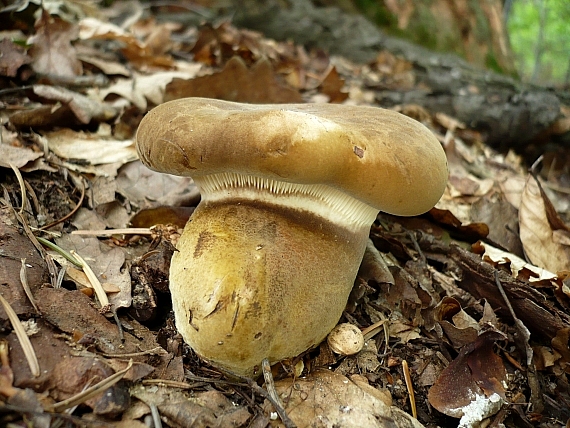 čechračka tmavohlúbiková Tapinella atrotomentosa (Batsch) Šutara