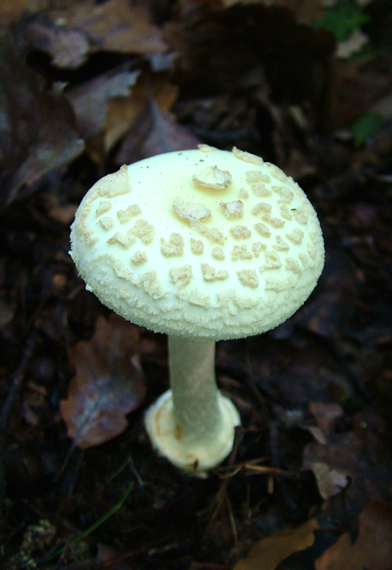 muchotrávka citrónovožltá (muchomůrka citrónová) Amanita citrina Pers.