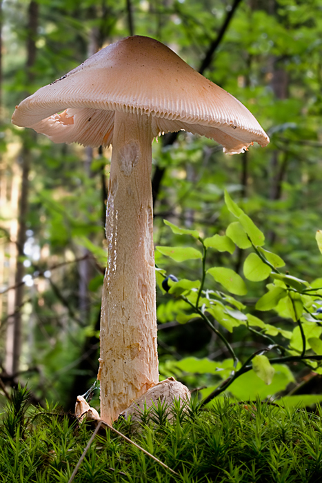 muchotrávka plavohnedá Amanita fulva Fr.