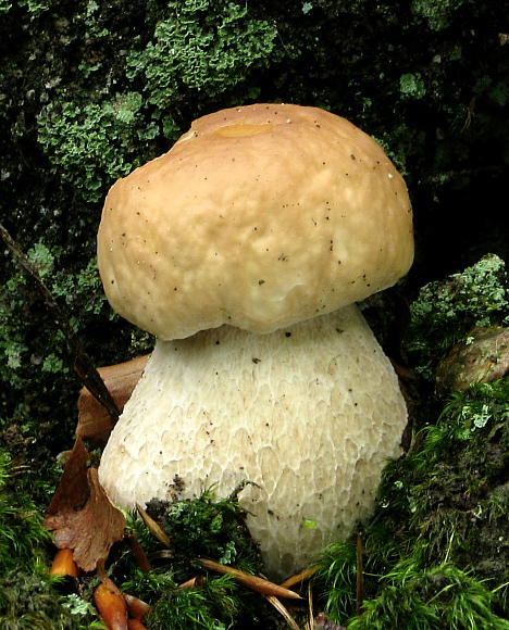 hríb smrekový Boletus edulis Bull.