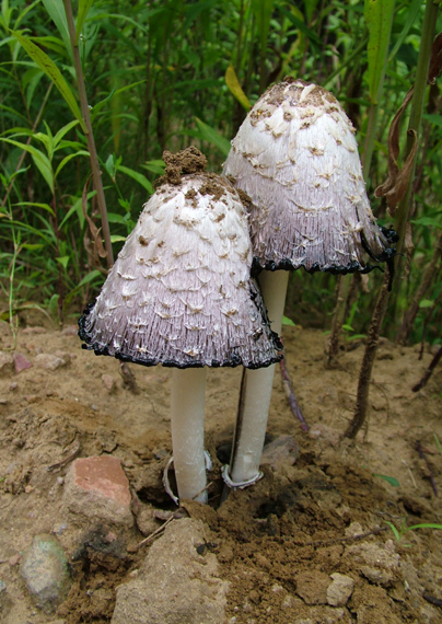 hnojník obecný Coprinus comatus (O.F. Müll.) Pers.