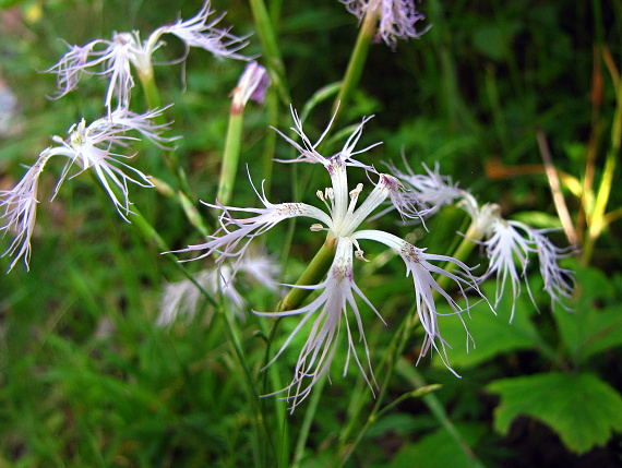 klinček pyšný pravý Dianthus superbus subsp. superbus