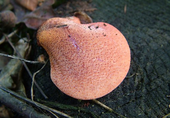 pečeňovec dubový (pstřeň dubový) Fistulina hepatica (Schaeff.) With.