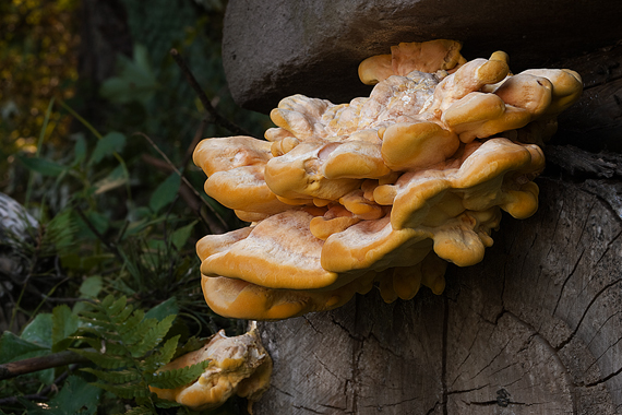 sírovec obyčajný Laetiporus sulphureus (Bull.) Murrill