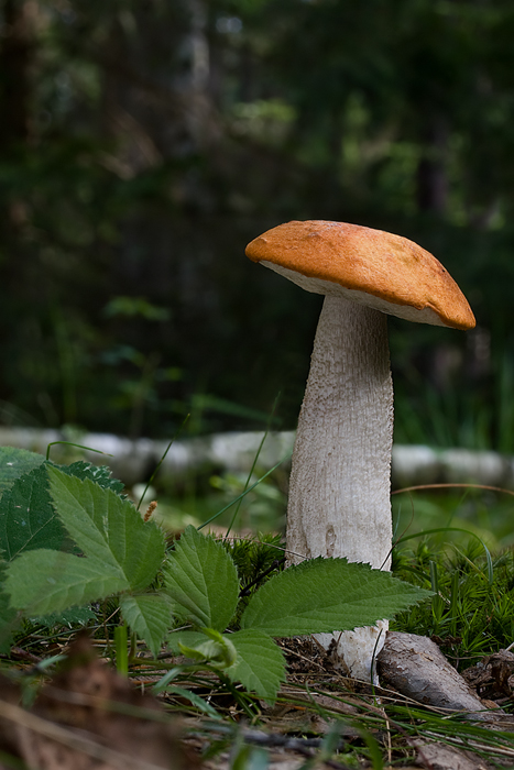 kozák osikový Leccinum albostipitatum den Bakker & Noordel.