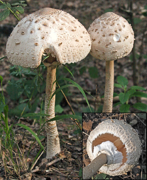 bedla vysoká Macrolepiota procera (Scop.) Singer