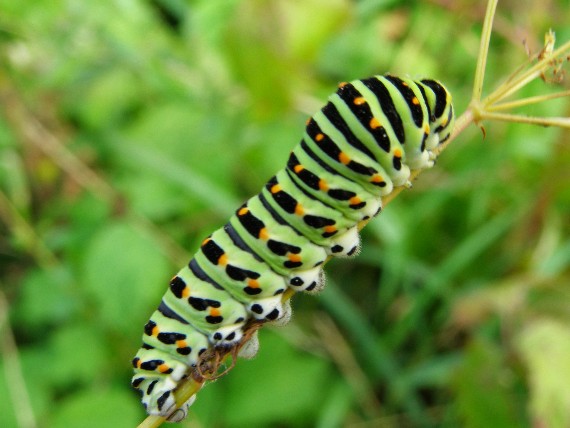 vidlochvost feniklovy Papilio machaon