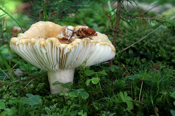 plávka - Holubinka Russula sp.