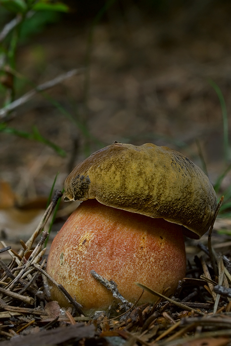 hríb zrnitohlúbikový Sutorius luridiformis (Rostk.) G. Wu & Zhu L. Yang