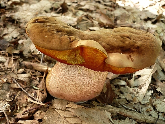 hríb zrnitohlúbikový Sutorius luridiformis (Rostk.) G. Wu & Zhu L. Yang