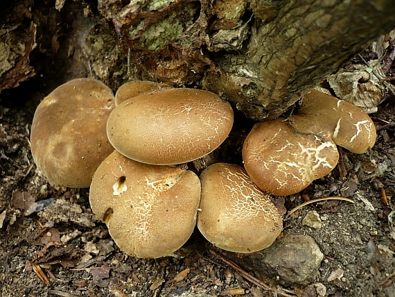 čechračka tmavohlúbiková Tapinella atrotomentosa (Batsch) Šutara