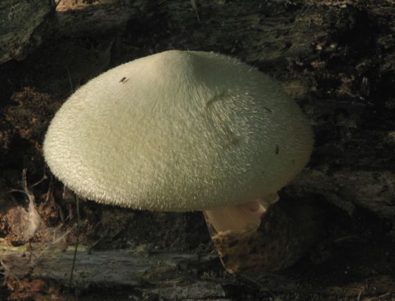 pošvovec stromový Volvariella bombycina (Schaeff.) Singer