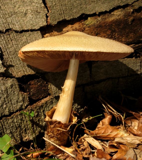 pošvovec stromový Volvariella bombycina (Schaeff.) Singer