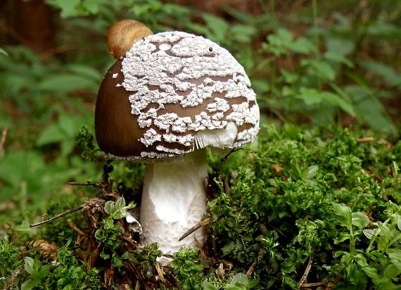 muchotrávka hrubá Amanita excelsa (Fr.) Bertill.