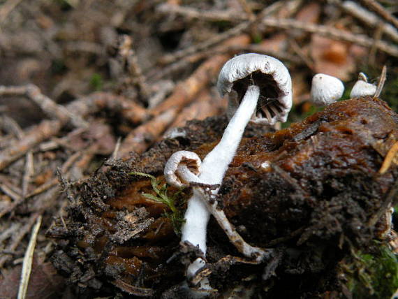 príživnica obyčajná Asterophora parasitica (Bull.) Singer