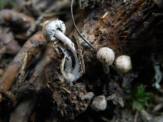 príživnica obyčajná Asterophora parasitica (Bull.) Singer