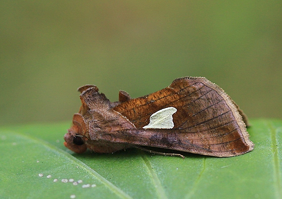 mora veľkoškvrnná  Autographa bractea