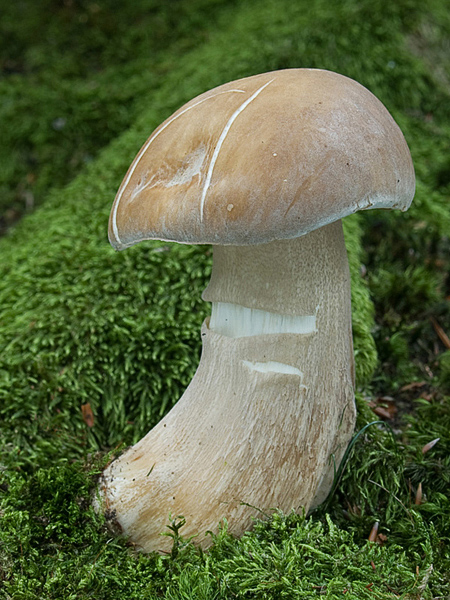 hríb dubový Boletus reticulatus Schaeff.