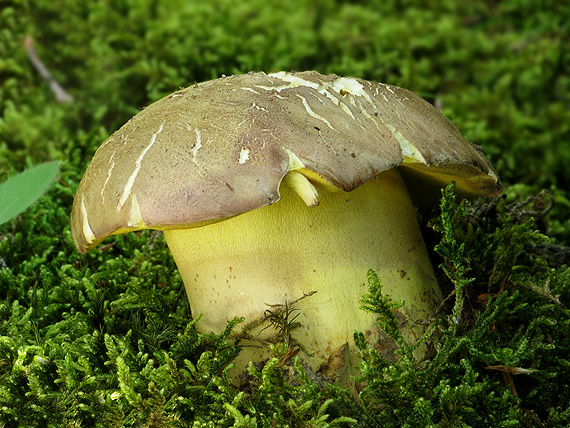 hríb príveskatý Butyriboletus appendiculatus (Schaeff. ex Fr.) Secr.