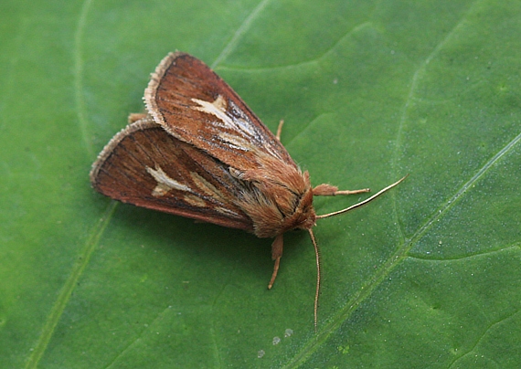 mora lúčna  Cerapteryx graminis