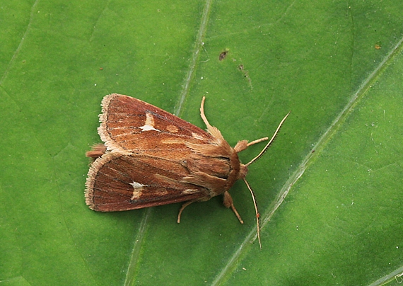 mora lúčna  Cerapteryx graminis