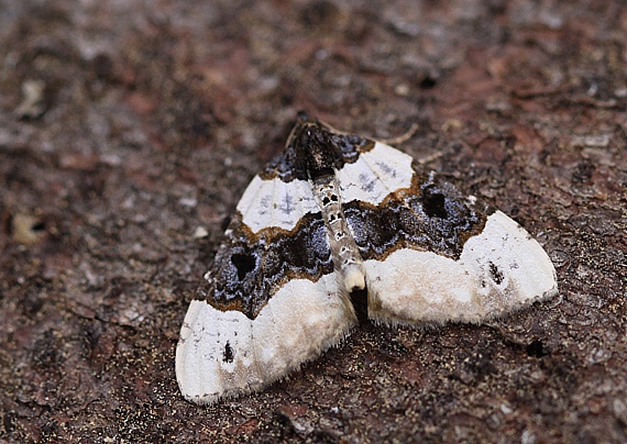 piadivka očkatá  Cosmorhoe ocellata