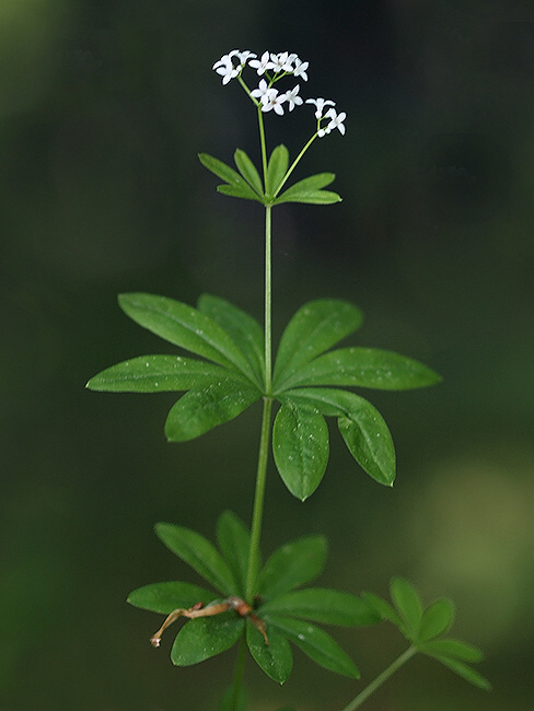 lipkavec marinkový Galium odoratum (L.) Scop.