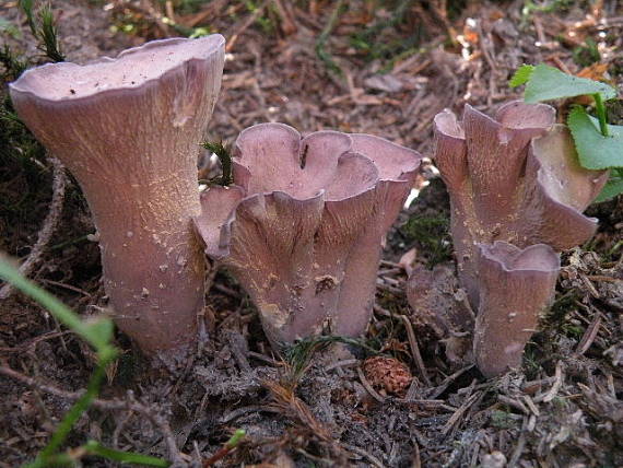 lievikovec kyjakovitý Gomphus clavatus (Pers.) Gray