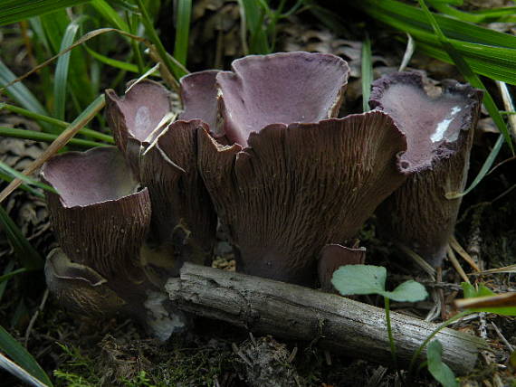 lievikovec kyjakovitý Gomphus clavatus (Pers.) Gray