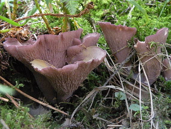 lievikovec kyjakovitý Gomphus clavatus (Pers.) Gray