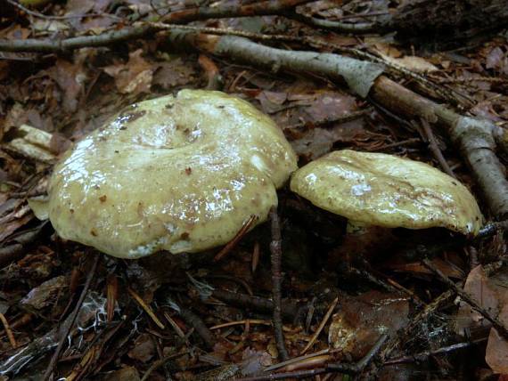 ryzec zelený - Rýdzik sivozelený Lactarius blennius  (Fr.) Fr.