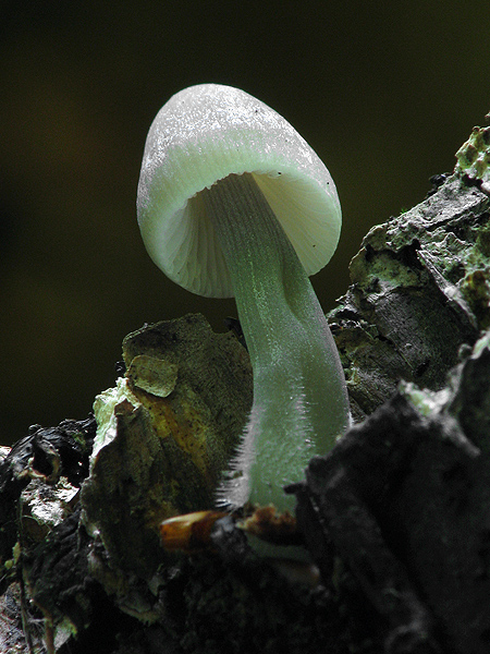 prilbička ryhovaná Mycena polygramma (Bull.) Gray