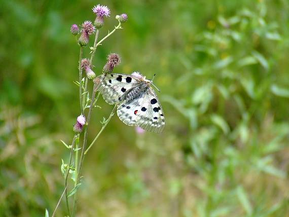 jasoň červenooký Parnassius apollo